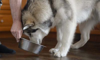 Как правильно кормить крупную собаку?