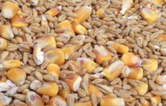 Злаки и продукты их переработки (кукуруза, пшеница, отруби)