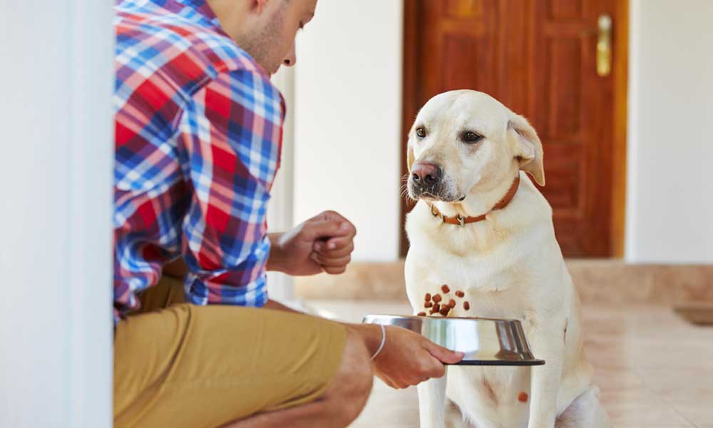 Почему собака не ест сухой корм — что делать, чем кормить собаку, если она  не хочет есть сухой корм, отказывается после натуралки