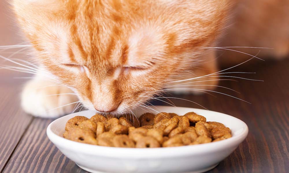 как кормить стерилизованную кошку домашней едой правильно