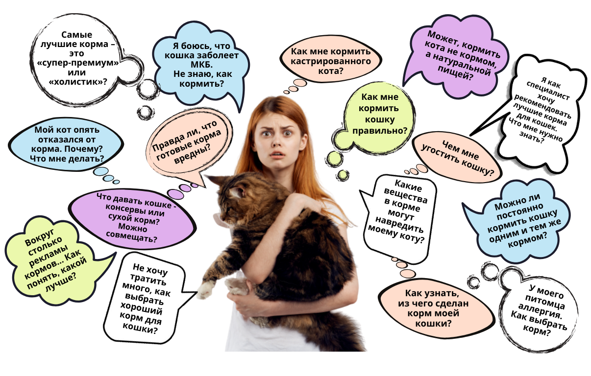 Важные условия содержания кошек: рекомендации и советы для хозяев