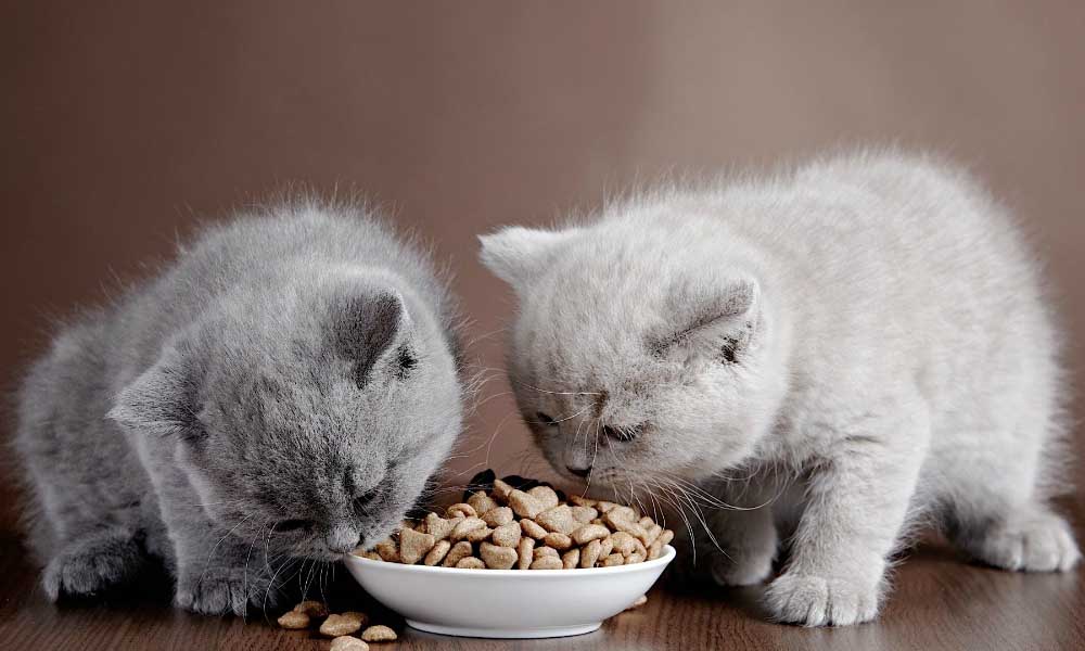 Минусы и плюсы сухого корма для кошек: памятка для хозяина