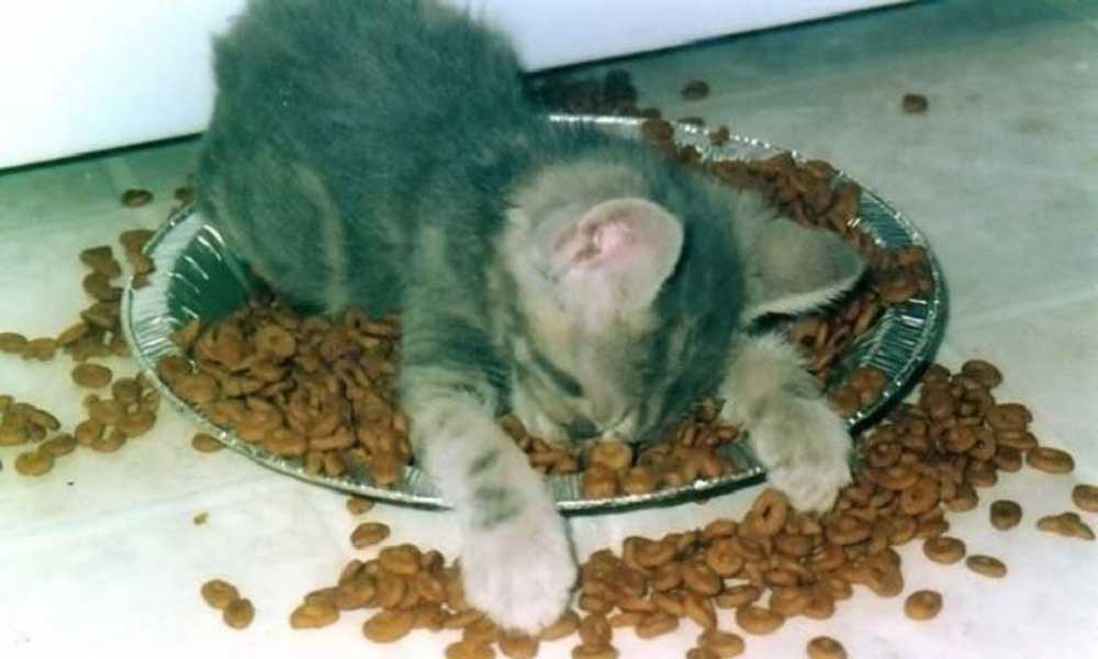Минусы и плюсы сухого корма для кошек