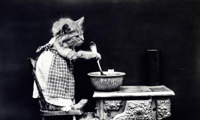 Из чего делают сухой корм для кошек. Краткая история