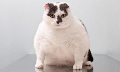 Как похудеть кошке?