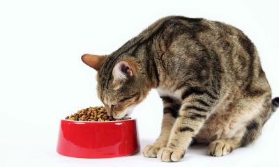 Как правильно кормить кастрированного кота