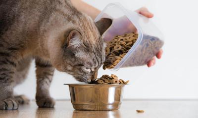 Как правильно кормить кошек сухими кормами