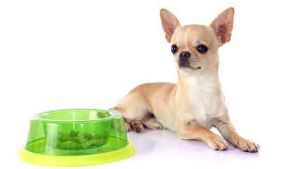 Как правильно кормить собак маленьких и мелких пород