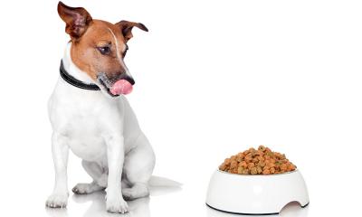 Как правильно кормить собаку сухим кормом