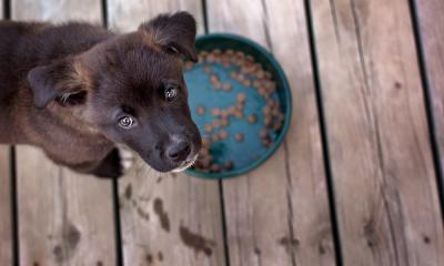Как приучить собаку есть сухой корм