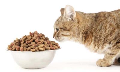 Полезен ли корм для кошек?