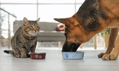 Расчёт корма для собак и кошек
