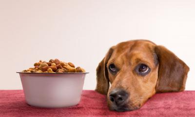 Собака не ест корм: возможные причины