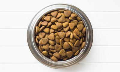 Содержание белка в кормах для собак и кошек