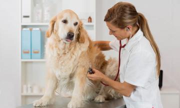 Беззерновые корма: польза и вред при дилятационной кардиомиопатии у собак
