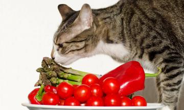 Встречаются ли кошки и собаки-вегетарианцы?