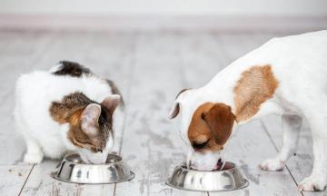 Пробиотики для собак и кошек