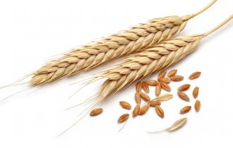 Цельная пшеница