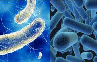 Пробиотик — живые микроорганизмы Bacillus subtilis и Bacillus licheniformis