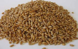 можно ли собакам полбу давать. Смотреть фото можно ли собакам полбу давать. Смотреть картинку можно ли собакам полбу давать. Картинка про можно ли собакам полбу давать. Фото можно ли собакам полбу давать можно ли собакам полбу давать. Смотреть фото можно ли собакам полбу давать. Смотреть картинку можно ли собакам полбу давать. Картинка про можно ли собакам полбу давать. Фото можно ли собакам полбу давать