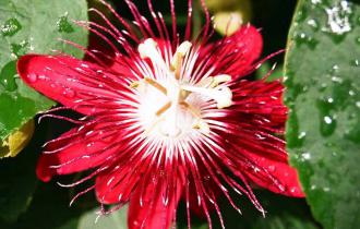 Страстоцвет мясо-красный (Passiflora incarnata)