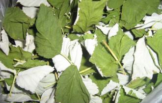 Сушёные листья ежевики