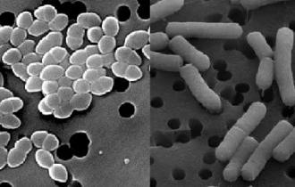 Высушенные продукты ферментации бактерий Enterococcus faecium, Lactobacillus acidophilus, Lactobacillus casei и Lactobacillus plantarum