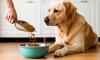 Суточная норма сухого корма и консервов для собак